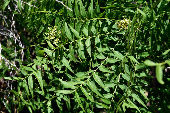 Smooth Sumac has dark green leaves on the surface and paler green on the other side. The leaves are deciduous and alternate along the stems and have between 13 and 19 or so leaflets. The leaflets are sessile (without leaf stems). One of the dramatic features of this species are the bright red leaves in the fall. Rhus glabra